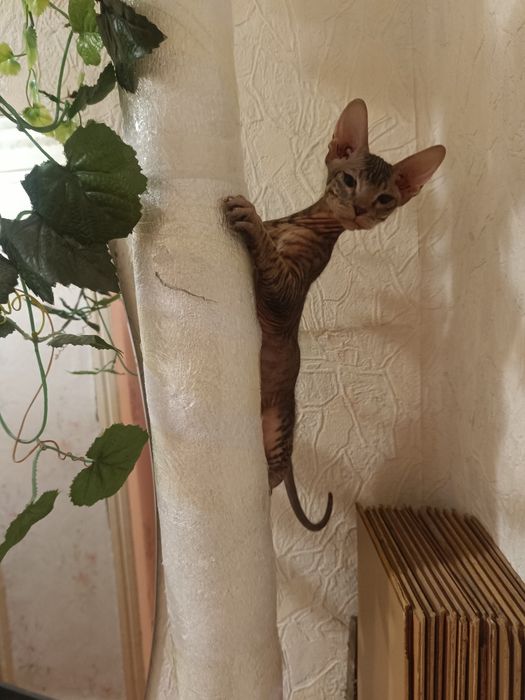 Продам котят Донского сфинкса