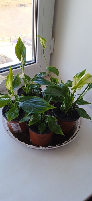 Аглаонема цветущая