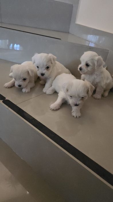 Pui Bichon 3 băieți și o fetita.