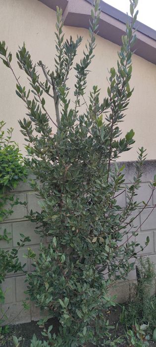 Foi de dafin nesteopit, netratat