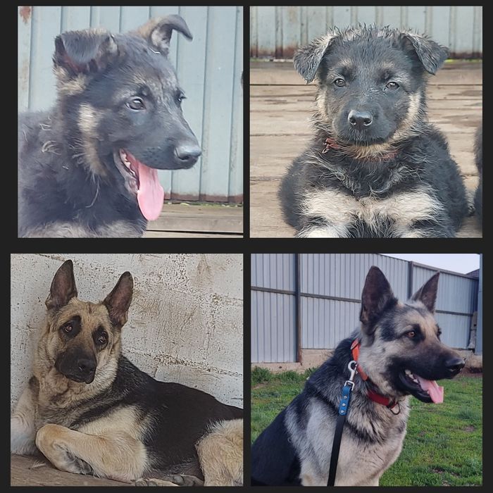 Щенки Восточноевропейской овчарки