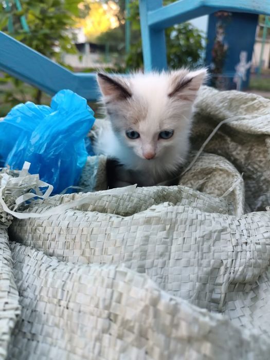 Ищем дом для котят мальчиков/девочек