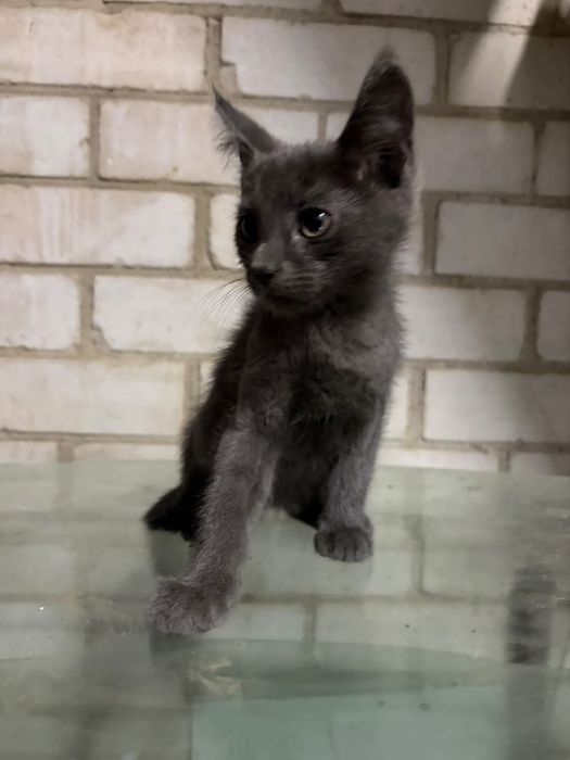 Котёнок смесь мейн-кун