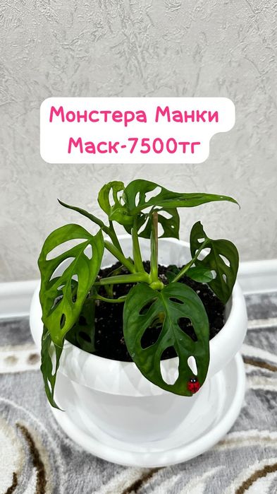 Ель комнатная,Монстерп