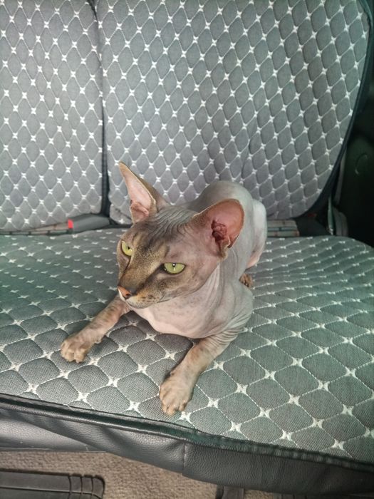 Вязка канадский сфинкс