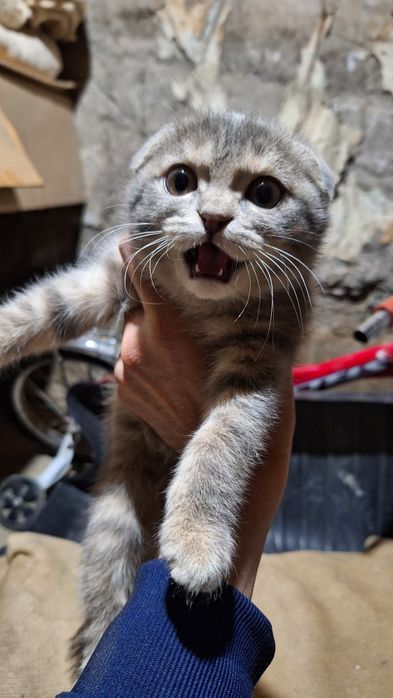 Külot ichida katta mushuk bilan xotini