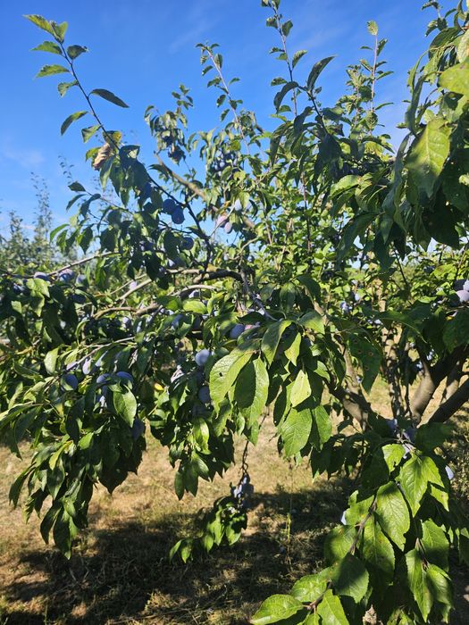 Prune Anna Spath de vânzare (Anașpet)