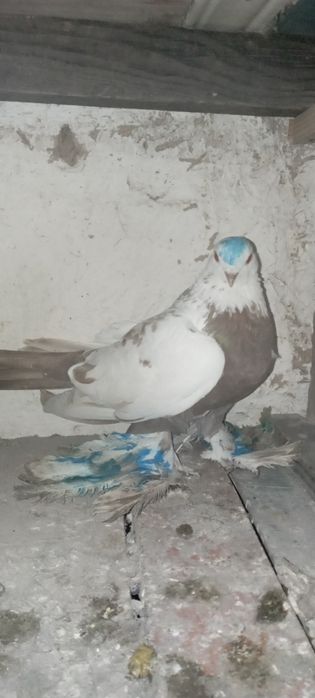 Голуби    Алматы