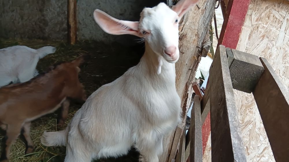 Țap Nobil German
