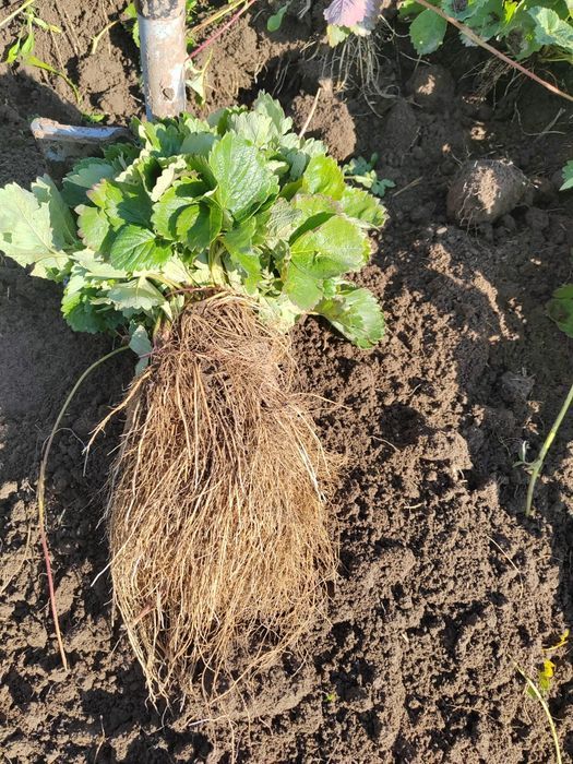 Stoloni Capsuni A+ Premium