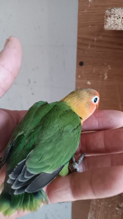 Papagali, canari si porumbei din crescătorie proprie