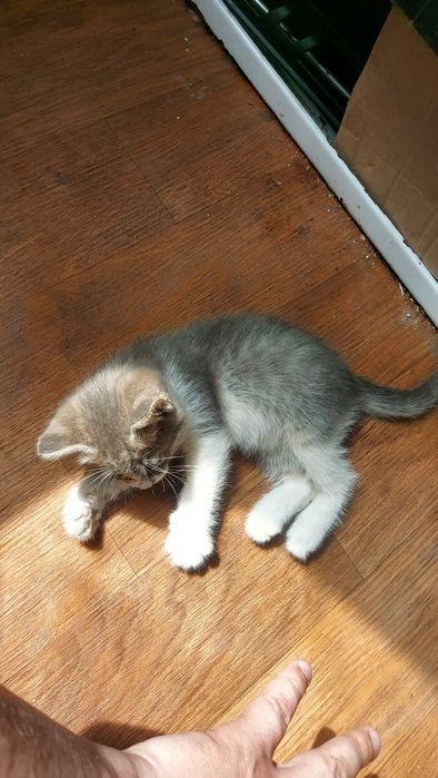 Котёнок девочка игривая