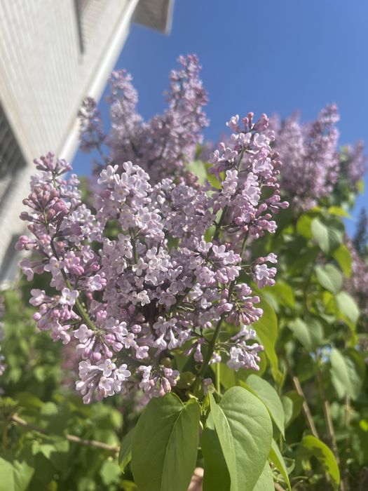 Продаются сирени