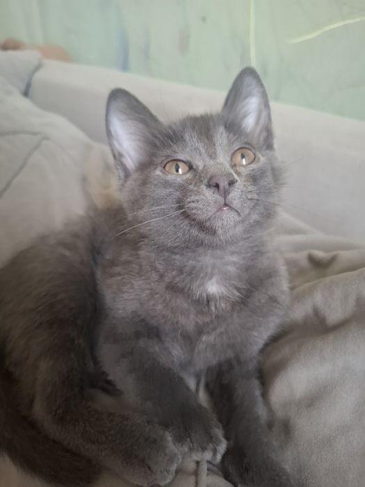 Игривые котята, ищут мам и пап)