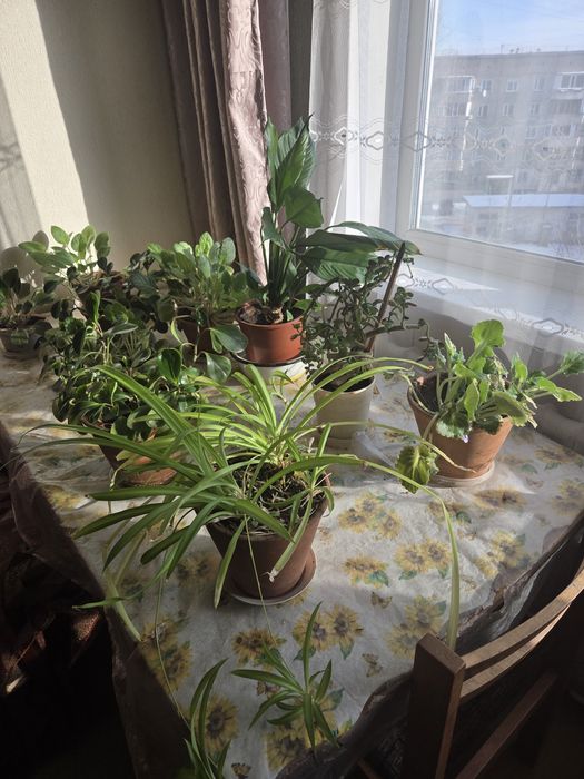 Продам цветы домашние.