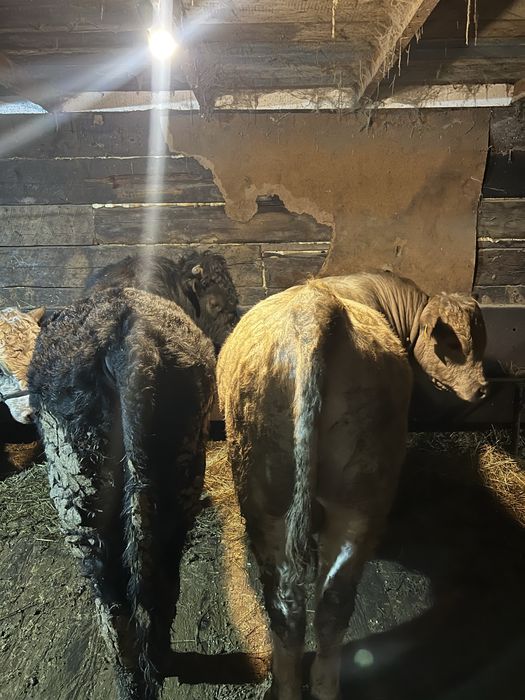 Продам бычка на племя