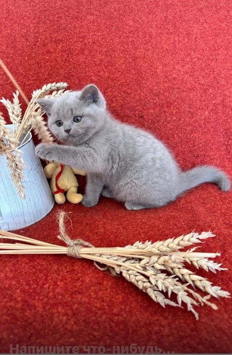 Британские котята