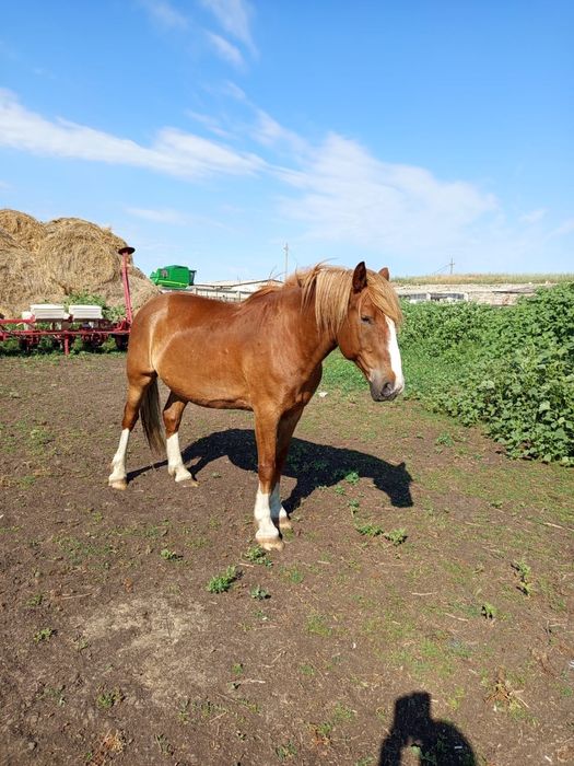 Продам Лошадь ( Мерин) 5 летка