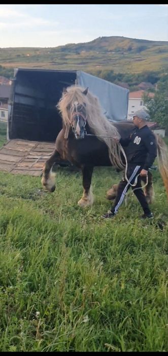 Armasar de monta  Gelu