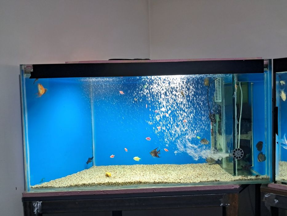 Akvarium barcha jihozlari va baliqlari bilan sotiladi.