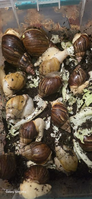 Улитка ахатины косметологические