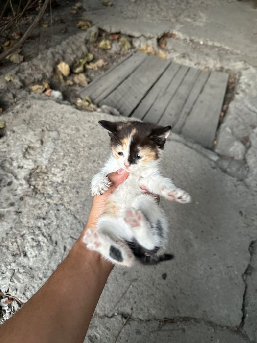 маленький котята
