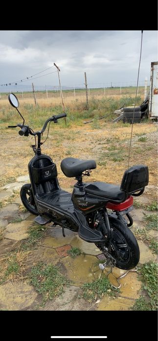 Леопард черный .