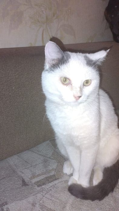 Котик в поисках дома