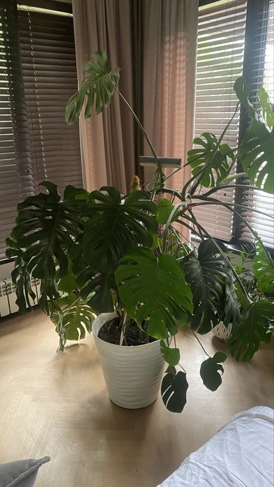 Продам монстеру большую
