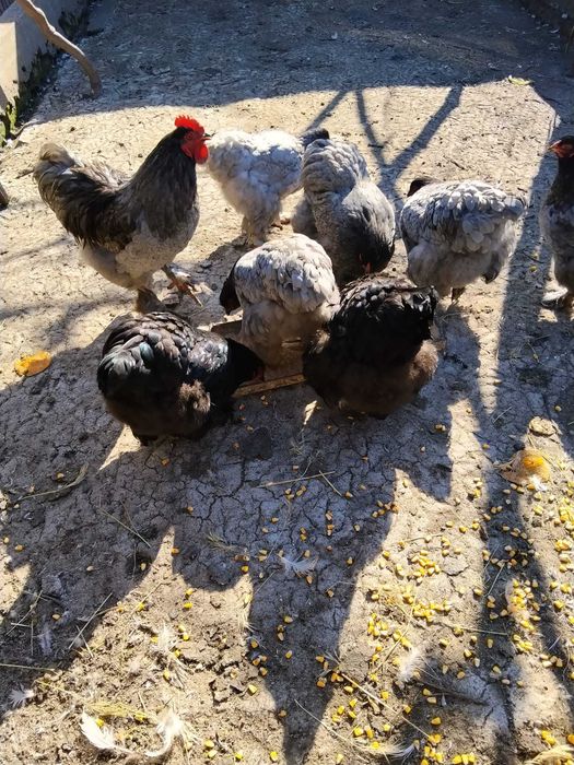 Vând ouă de găină Cochinchina