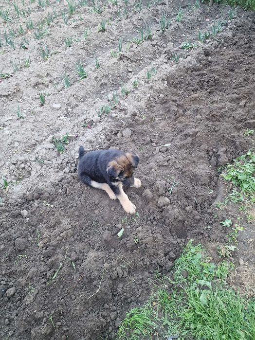 Animale câini ciobănești germani de doua luni jumate cu pedigree, vaccinuri deparazitare interna și externă