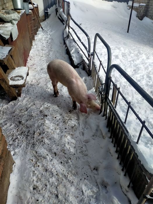 Продам поросят 3мес