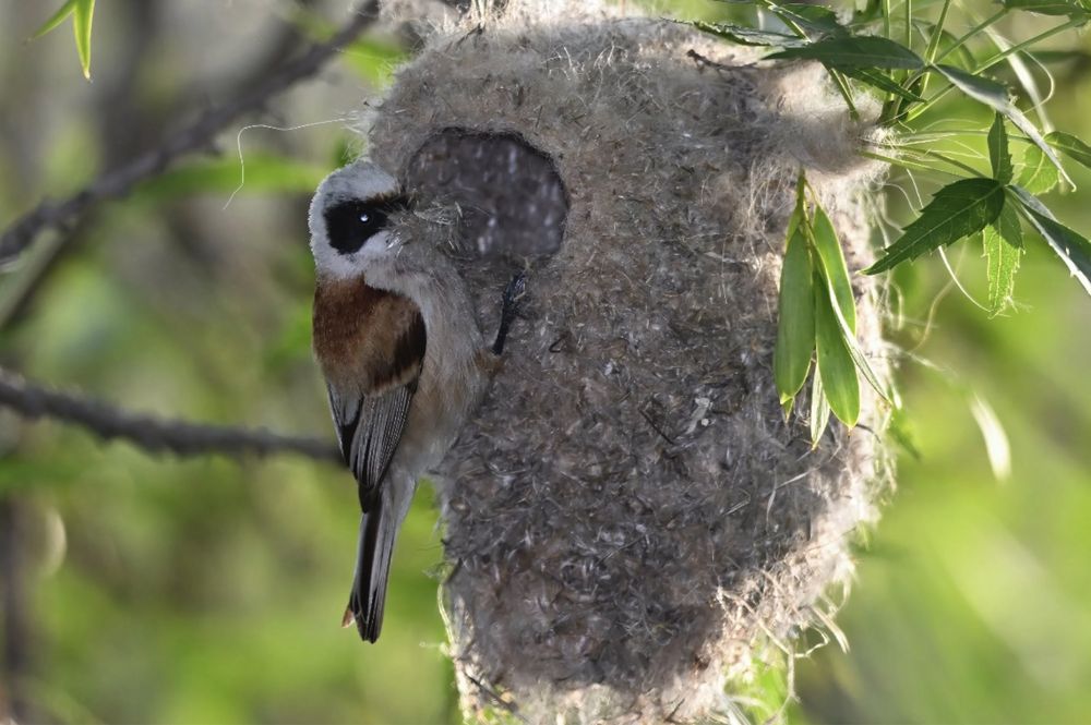 Құрқылтай ұясы. Ремеза