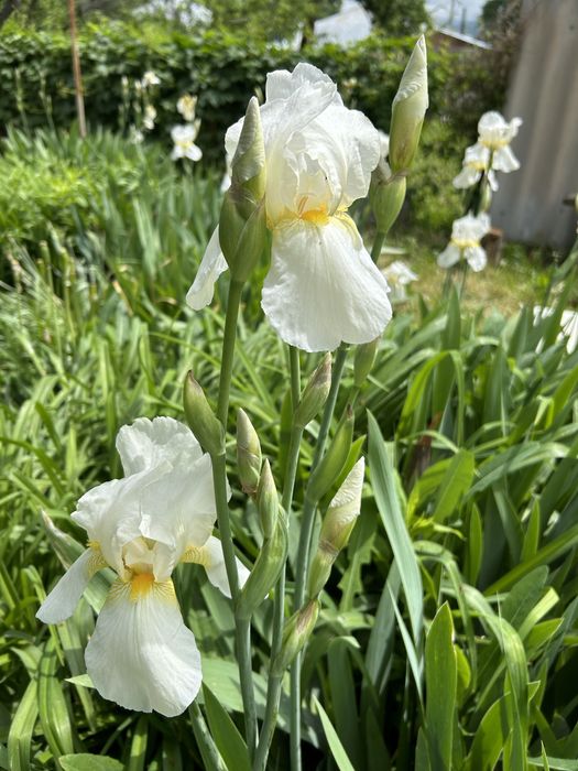 Ирисы многолетники