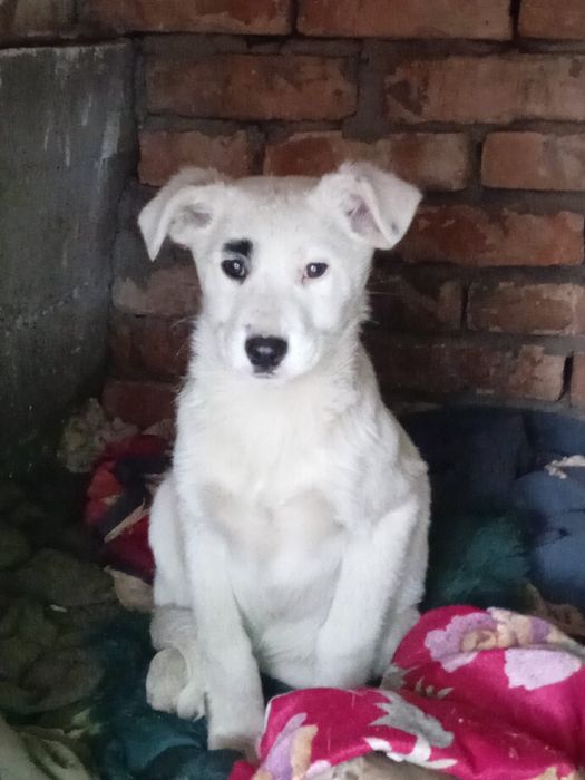 Щенки крысоловы девочки