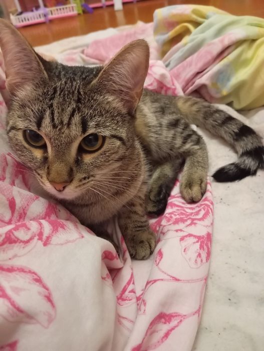 Отдам кошечку в хорошие руки