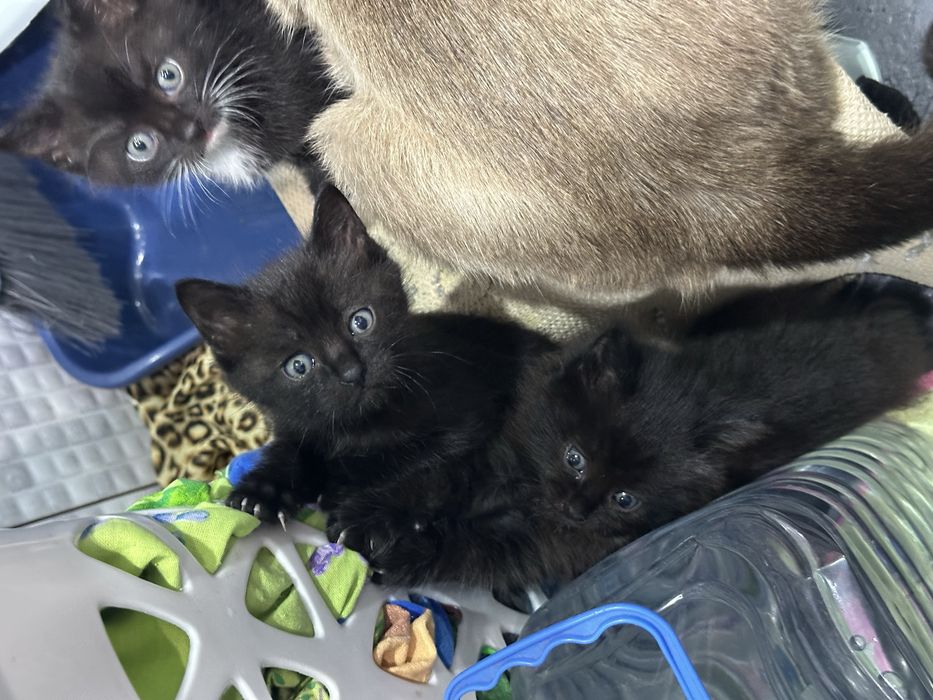 Отдам котят в добрые руки