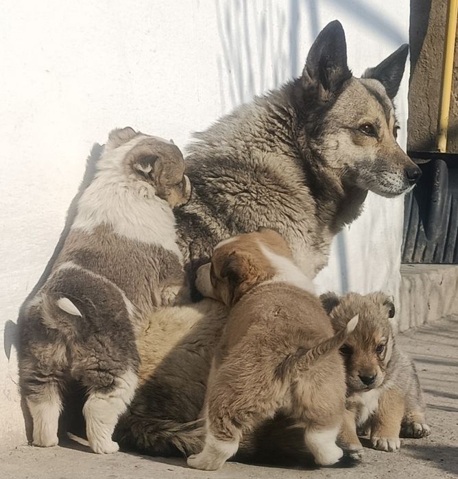 Щенки, двухмесячные.