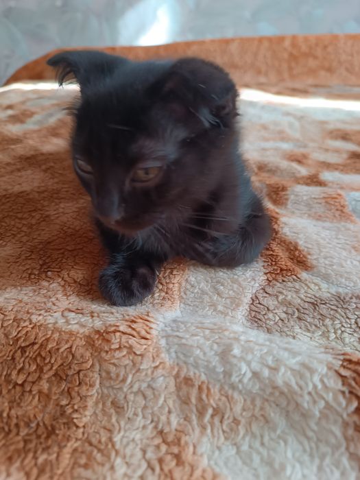 Продам вислоухого котенка