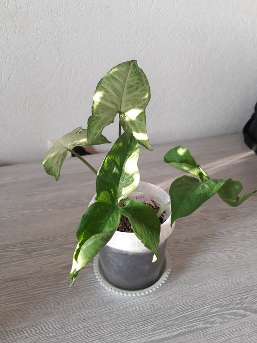 Комнатные цветы по 1500 тг