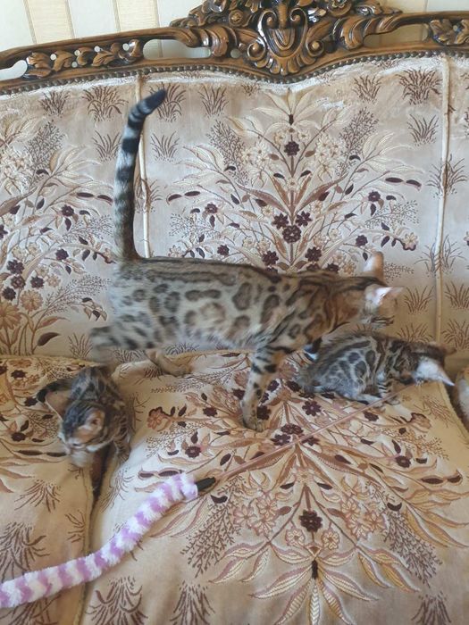 Бенгалски котета