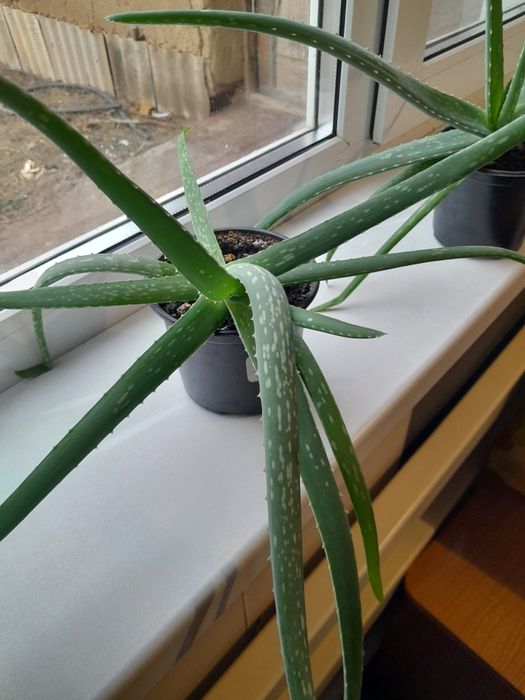 Продам цветок алое есть 2 шт