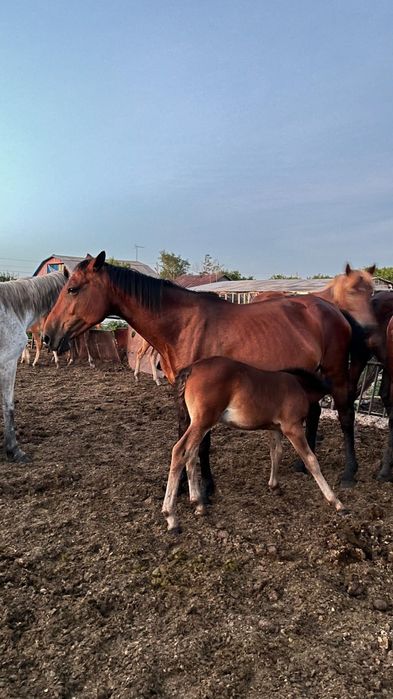 продам кобылу с жеребенком