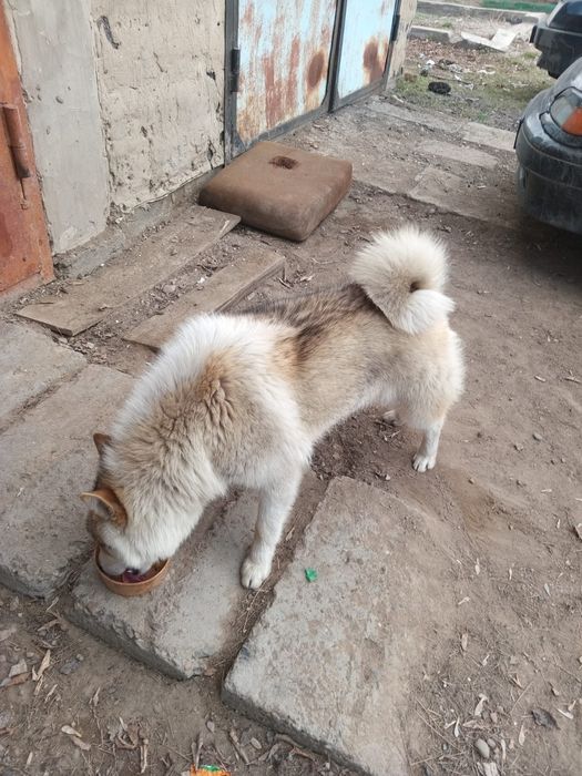 Щенки . Капельки.