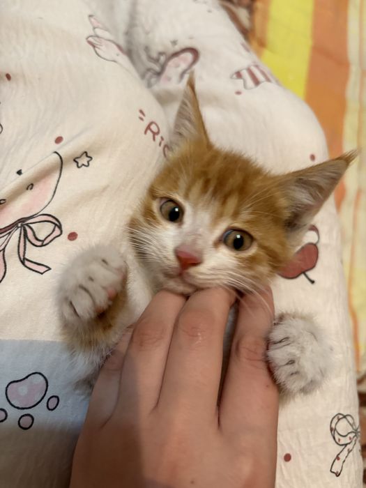 Кошка , в хороших руках