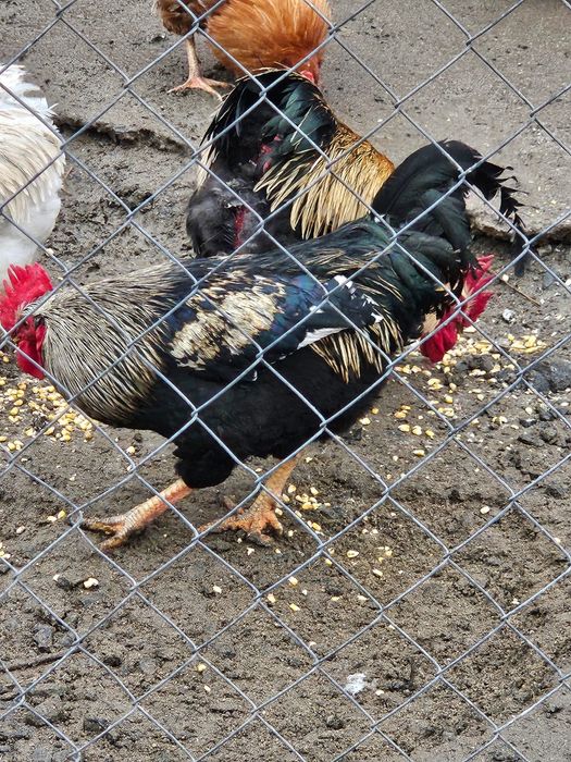 Pui de țară  românești..