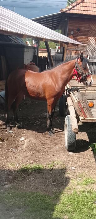 Iapă de vînzare de 1an și 4 luni  negociabil