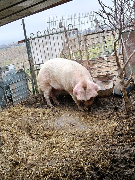 Мъжки нерез 2години