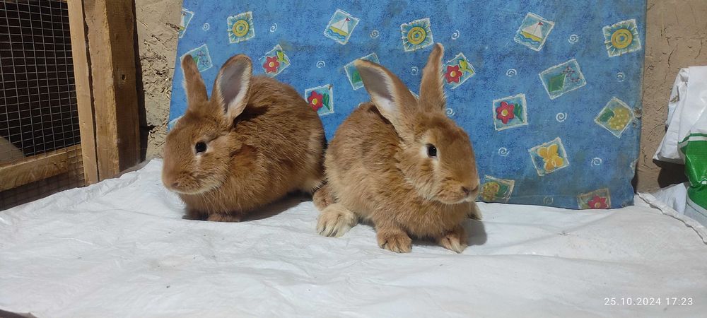 Бургундские кролики от европейских производителей. Куён /Қуён / Quyon