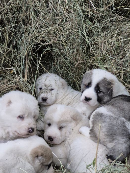 В продаже щенки САО алабаи